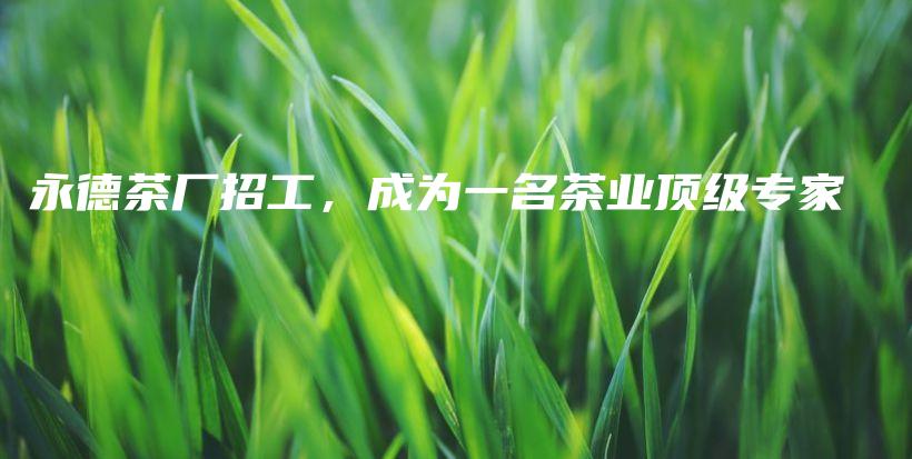 永德茶廠招工，成為一名茶業(yè)頂級(jí)專家插圖