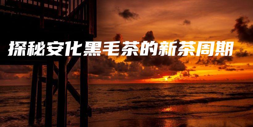 探秘安化黑毛茶的新茶周期插圖