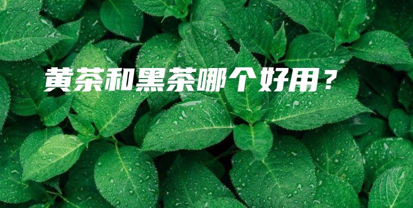 黃茶和黑茶哪個(gè)好用？插圖