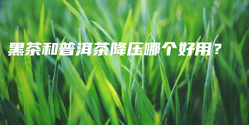 黑茶和普洱茶降壓哪個好用？插圖