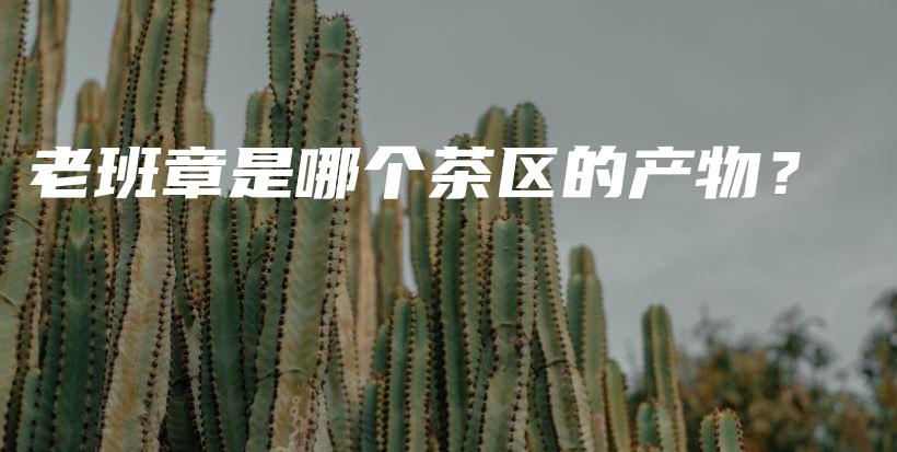 老班章是哪個茶區(qū)的產(chǎn)物？插圖