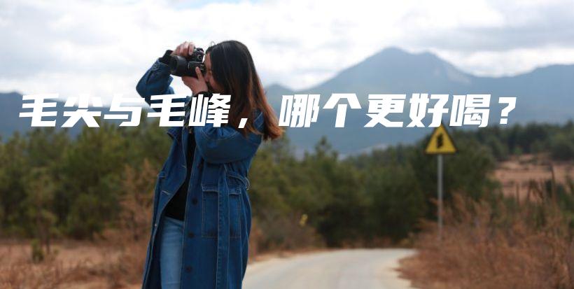 毛尖與毛峰，哪個更好喝？插圖