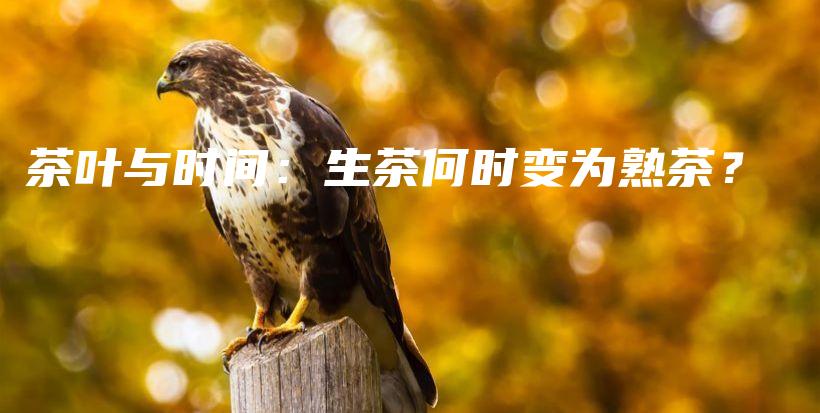 茶葉與時(shí)間：生茶何時(shí)變?yōu)槭觳?？插圖