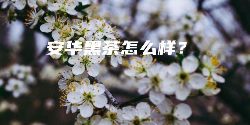 安華黑茶怎么樣？插圖