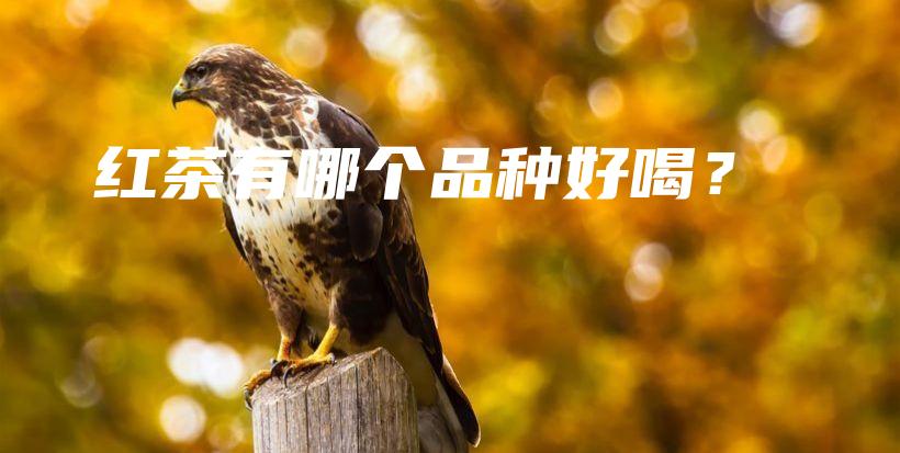 紅茶有哪個品種好喝？插圖