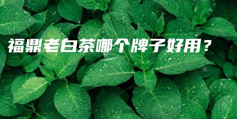 福鼎老白茶哪個(gè)牌子好用？插圖