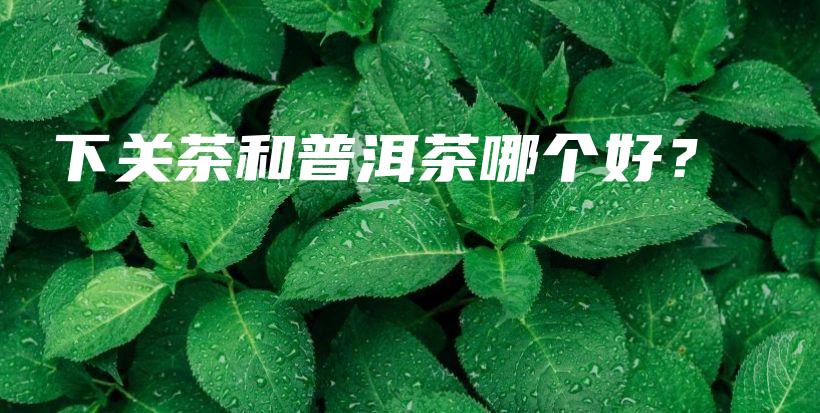 下關(guān)茶和普洱茶哪個(gè)好？插圖