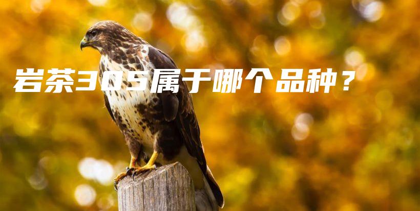 巖茶305屬于哪個品種？插圖