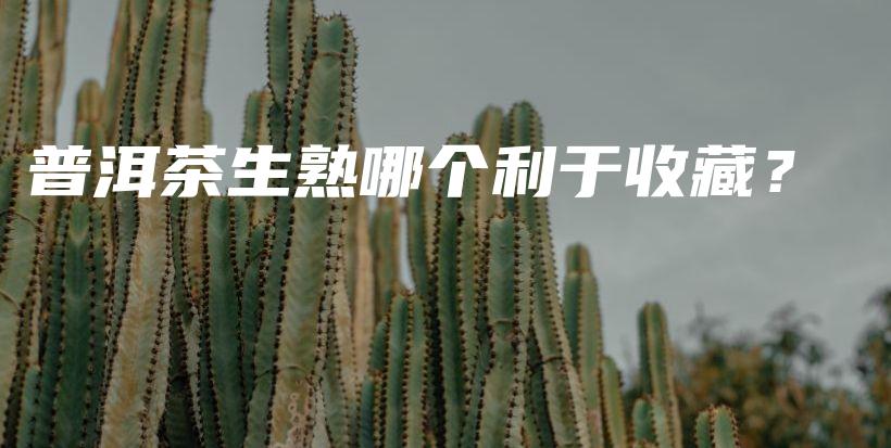 普洱茶生熟哪個(gè)利于收藏？插圖