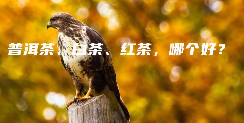 普洱茶、白茶、紅茶，哪個(gè)好？插圖