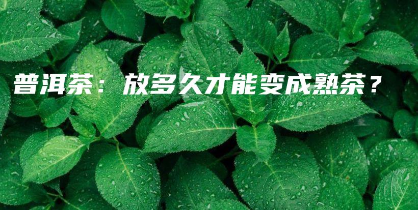 普洱茶：放多久才能變成熟茶？插圖