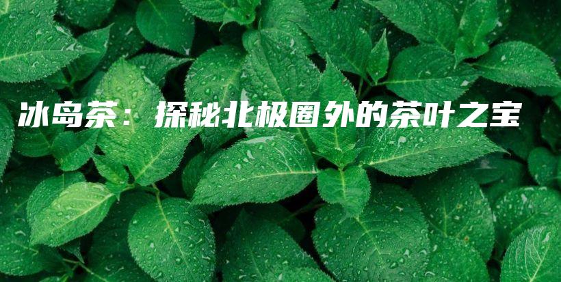 冰島茶：探秘北極圈外的茶葉之寶插圖