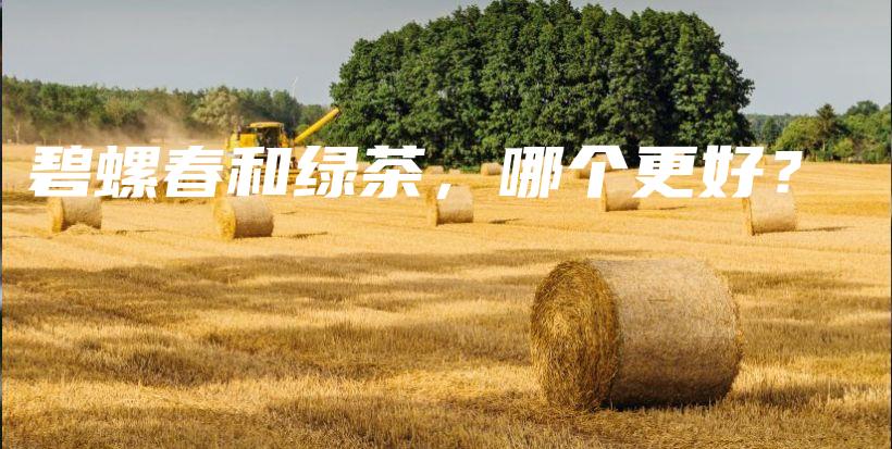 碧螺春和綠茶，哪個(gè)更好？插圖