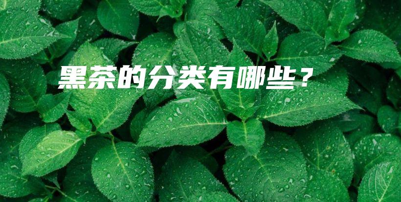 黑茶的分類有哪些？插圖