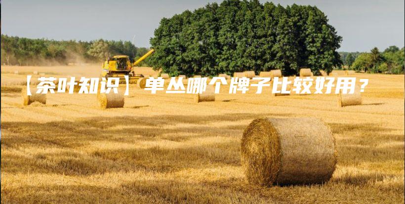 【茶葉知識(shí)】單叢哪個(gè)牌子比較好用？插圖