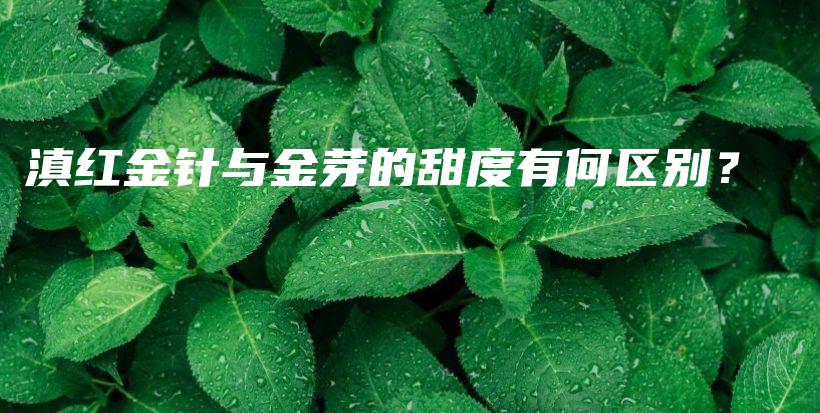 滇紅金針與金芽的甜度有何區(qū)別？插圖