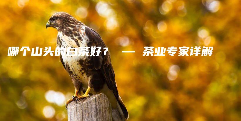 哪個(gè)山頭的白茶好？ — 茶業(yè)專家詳解插圖