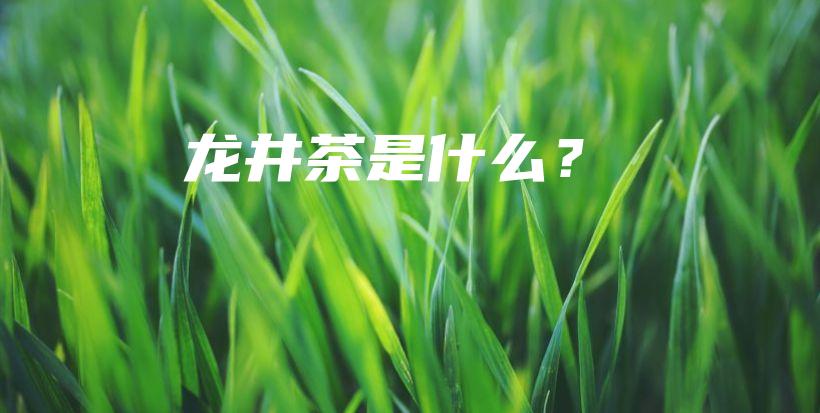 龍井茶是什么？插圖