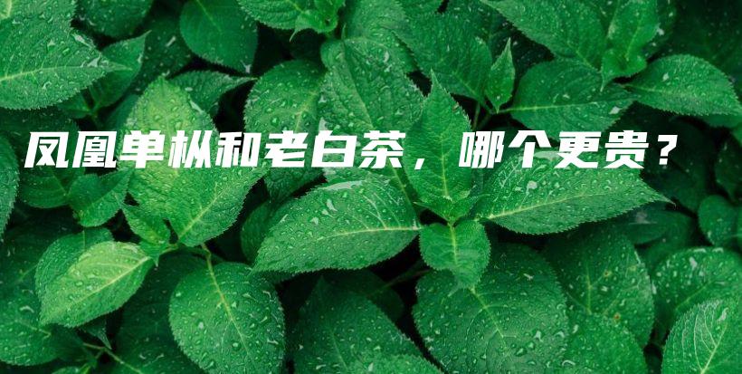 鳳凰單樅和老白茶，哪個(gè)更貴？插圖