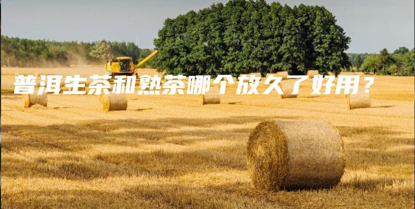 普洱生茶和熟茶哪個(gè)放久了好用？插圖