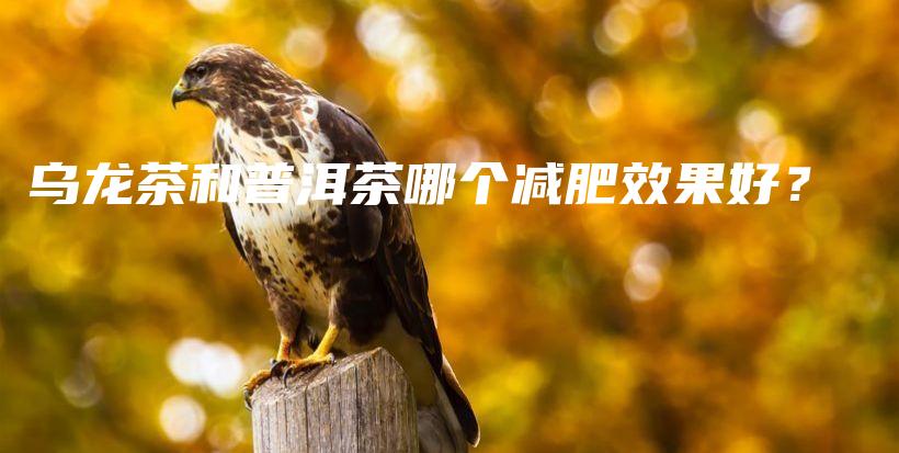 烏龍茶和普洱茶哪個(gè)減肥效果好？插圖