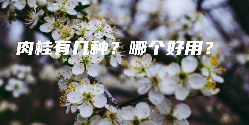 肉桂有幾種？哪個(gè)好用？插圖