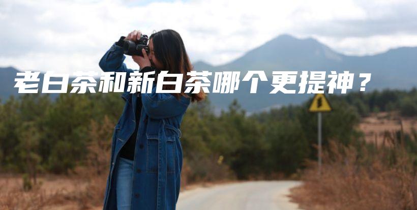 老白茶和新白茶哪個(gè)更提神？插圖