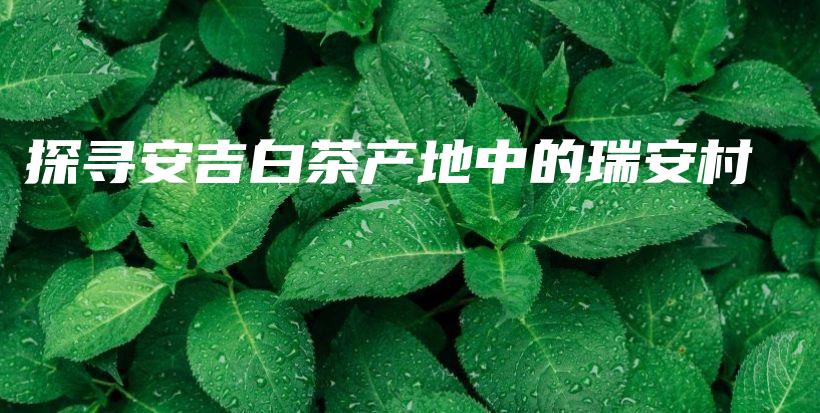 探尋安吉白茶產(chǎn)地中的瑞安村插圖