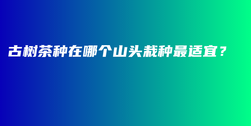 古樹茶種在哪個山頭栽種最適宜？插圖