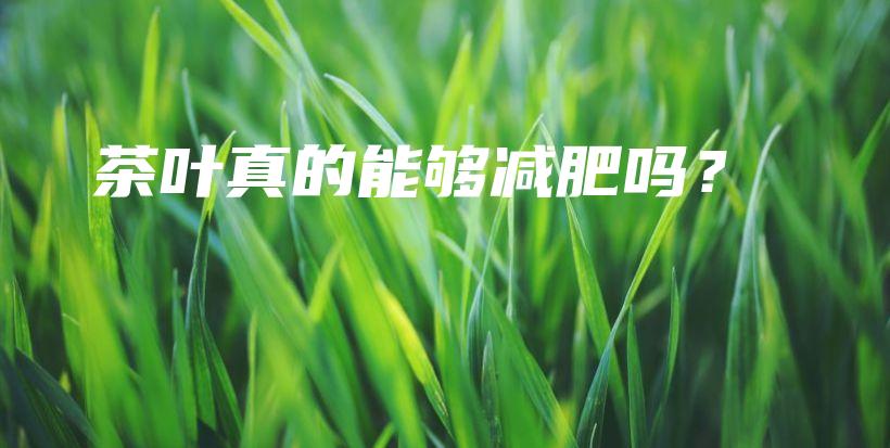 茶葉真的能夠減肥嗎？插圖
