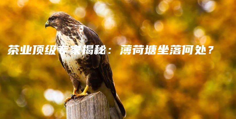 茶業(yè)頂級專家揭秘：薄荷塘坐落何處？插圖
