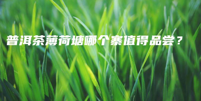 普洱茶薄荷塘哪個寨值得品嘗？插圖