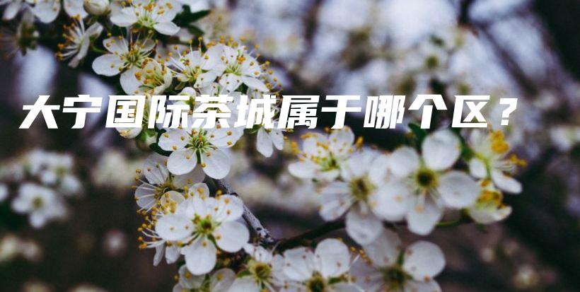 大寧國際茶城屬于哪個區(qū)？插圖