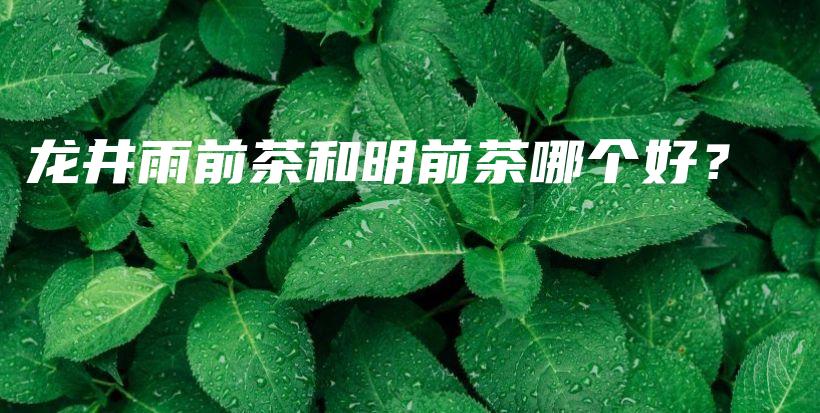 龍井雨前茶和明前茶哪個(gè)好？插圖