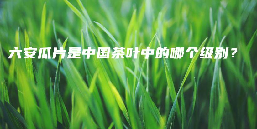 六安瓜片是中國茶葉中的哪個(gè)級(jí)別？插圖