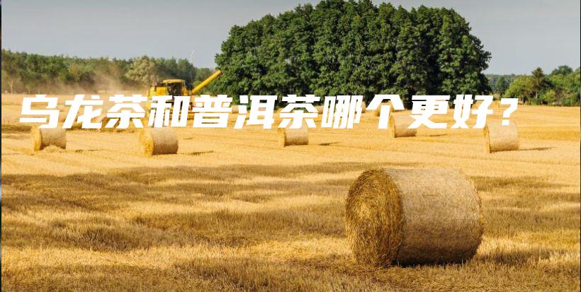 烏龍茶和普洱茶哪個(gè)更好？插圖