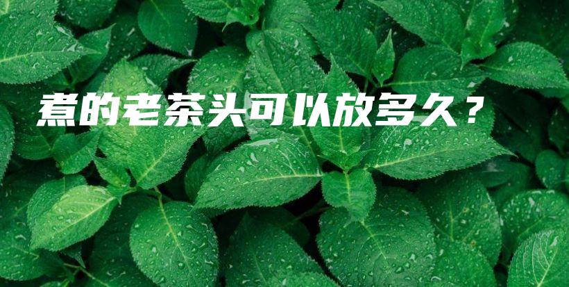 煮的老茶頭可以放多久？插圖