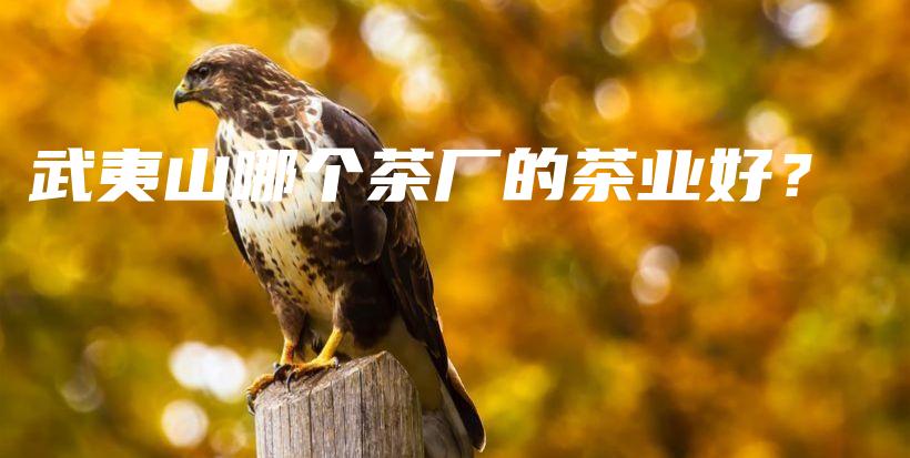 武夷山哪個茶廠的茶業(yè)好？插圖