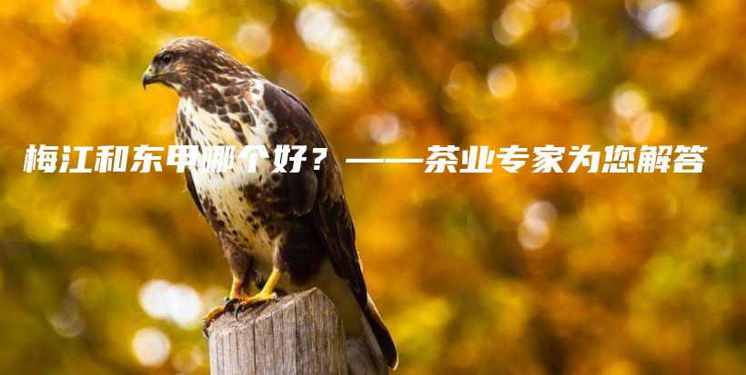 梅江和東甲哪個(gè)好？——茶業(yè)專家為您解答插圖