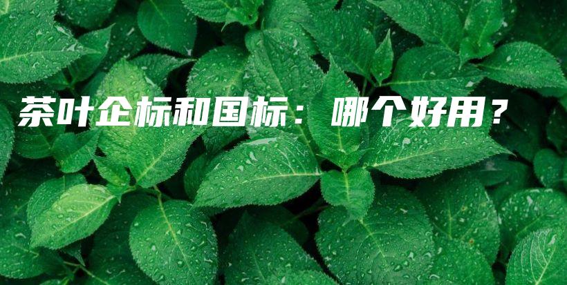 茶葉企標和國標：哪個好用？插圖