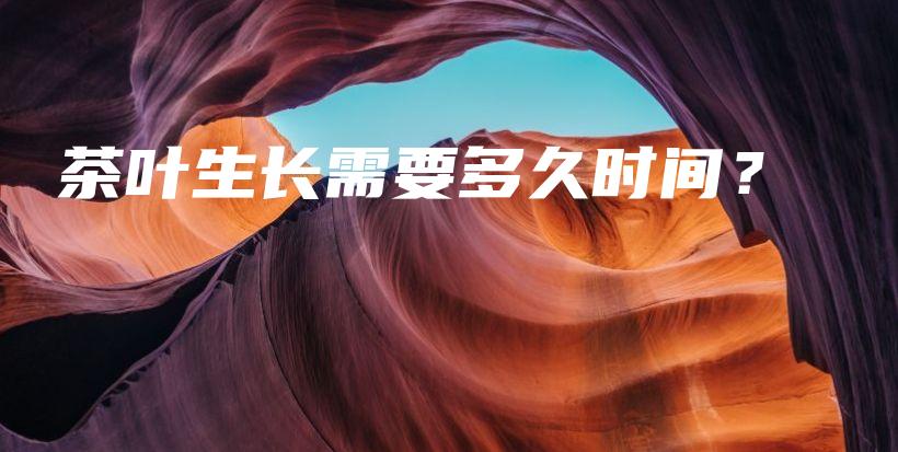 茶葉生長需要多久時間？插圖