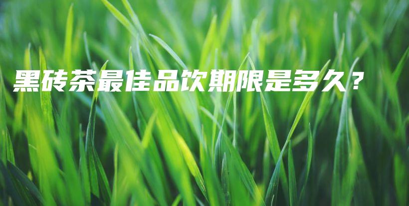 黑磚茶最佳品飲期限是多久？插圖