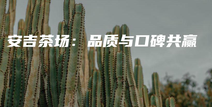 安吉茶場：品質(zhì)與口碑共贏插圖