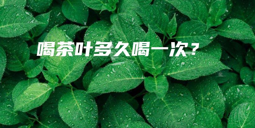 喝茶葉多久喝一次？插圖