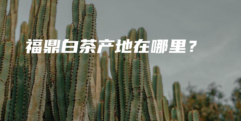 福鼎白茶產(chǎn)地在哪里？插圖