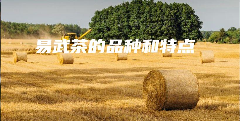 易武茶的品種和特點(diǎn)插圖