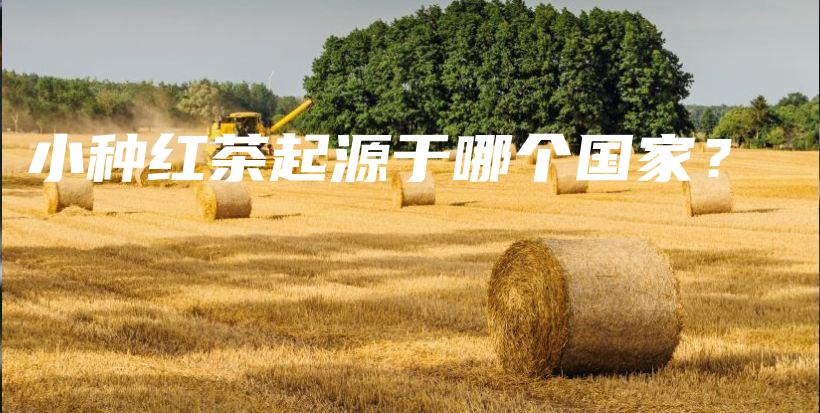 小種紅茶起源于哪個國家？插圖