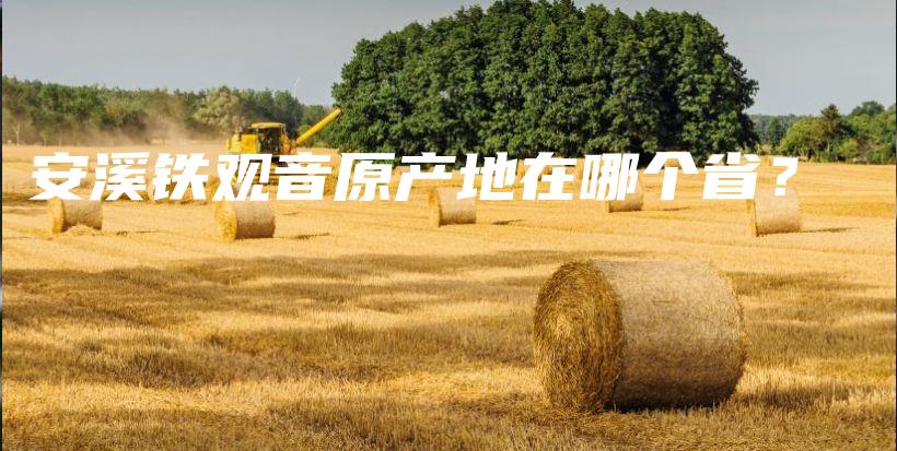 安溪鐵觀音原產(chǎn)地在哪個(gè)省？插圖