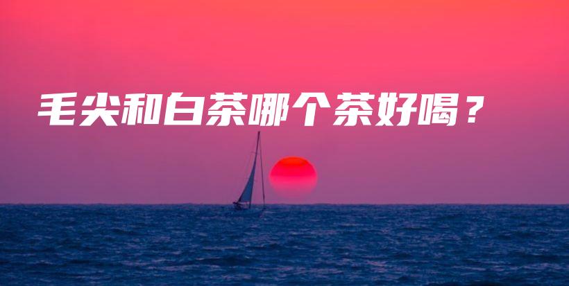 毛尖和白茶哪個茶好喝？插圖