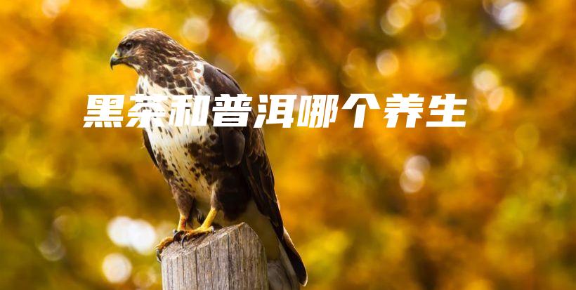 黑茶和普洱哪個(gè)養(yǎng)生插圖